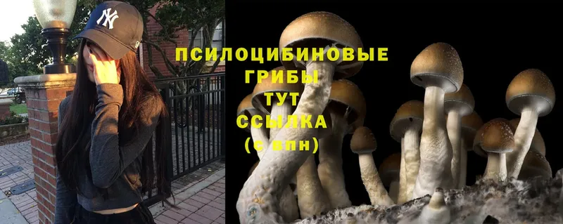 Галлюциногенные грибы MAGIC MUSHROOMS  KRAKEN зеркало  Пущино  где можно купить  